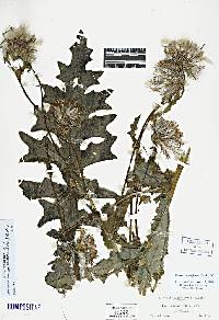 Cirsium edule var. macounii image