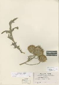 Cirsium cymosum image