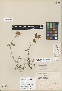 Trifolium longipes subsp. oreganum image