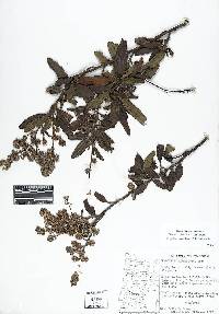 Ceanothus thyrsiflorus image