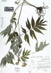 Hydrophyllum fendleri var. albifrons image