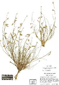 Astragalus atratus var. owyheensis image