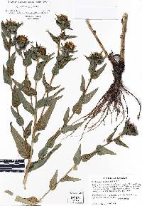 Grindelia integrifolia image