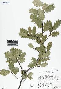 Quercus x morehus image