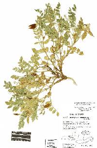 Astragalus beckwithii image