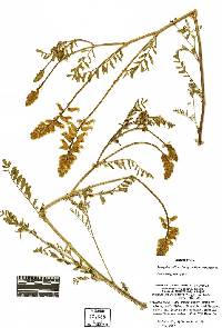 Astragalus collinus var. collinus image