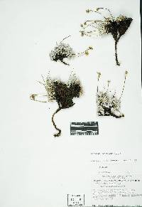 Eriogonum scopulorum image