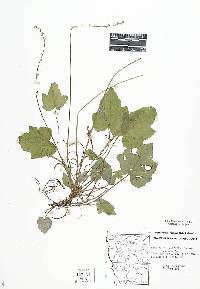 Image of Ozomelis diversifolia