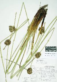 Juncus effusus subsp. effusus image