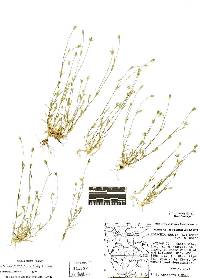 Moenchia erecta subsp. erecta image