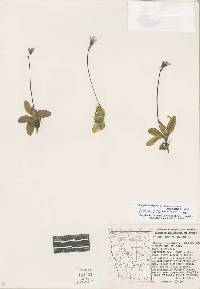 Pinguicula vulgaris subsp. macroceras image