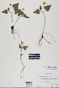 Viola lobata subsp. integrifolia image