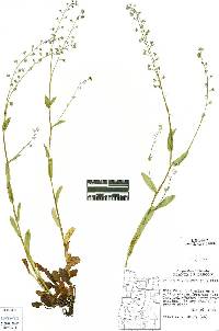 Myosotis arvensis image