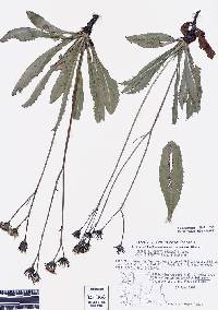 Crepis runcinata subsp. imbricata image