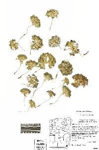 Lupinus uncialis image
