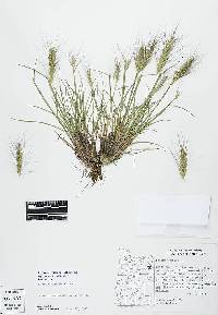 Elymus elymoides subsp. hordeoides image
