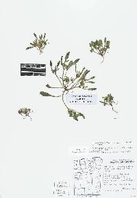 Phacelia lutea var. calva image