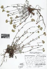 Horkelia congesta subsp. nemorosa image