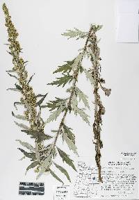 Image of Artemisia estesii