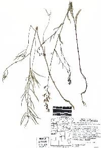 Thelypodium howellii subsp. spectabilis image