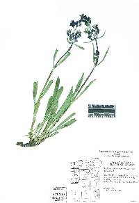 Frasera albicaulis var. albicaulis image