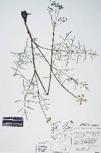 Lomatium rollinsii image