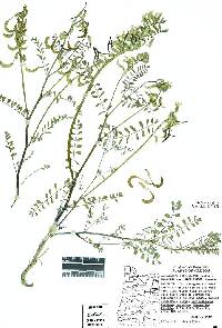 Astragalus curvicarpus var. brachycodon image