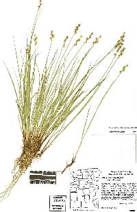 Carex echinata image