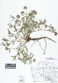 Trifolium longipes subsp. oreganum image