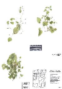 Erythranthe hymenophylla image
