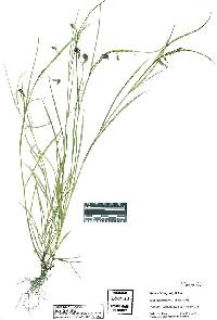 Lathyrus nissolia image
