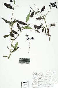 Ligustrum vulgare image