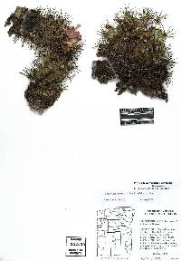 Pediocactus nigrispinus image