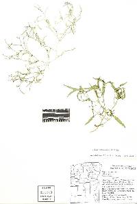 Navarretia linearifolia subsp. linearifolia image