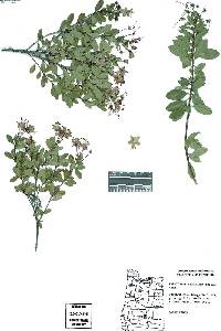 Kalmiopsis fragrans image