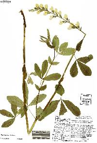 Thermopsis gracilis image