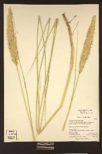 Ammophila arenaria subsp. arenaria image
