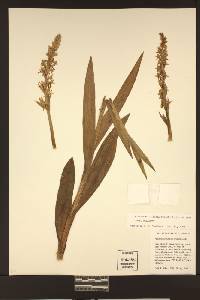 Platanthera dilatata image