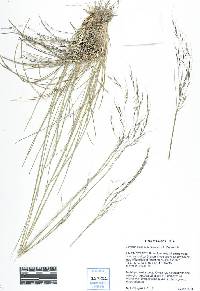 Eriocoma richardsonii image