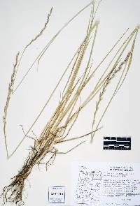 Thinopyrum intermedium subsp. intermedium image