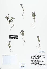 Phacelia humilis image