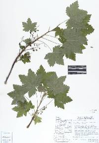Ribes laxiflorum image