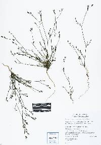 Petroselinum segetum image
