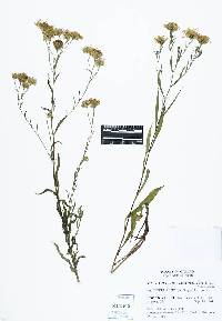 Symphyotrichum spathulatum var. intermedium image