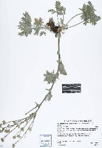Potentilla gracilis var. owyheensis image