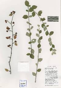 Cotoneaster dielsianus image