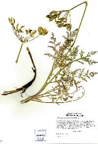 Lomatium brunsfeldianum image