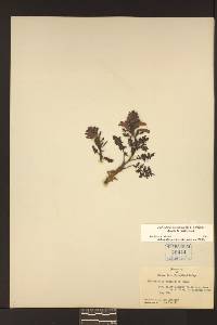 Pedicularis densiflora subsp. aurantiaca image