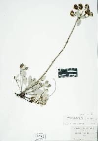 Eriogonum umbellatum var. dumosum image