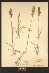 Poa pratensis subsp. irrigata image